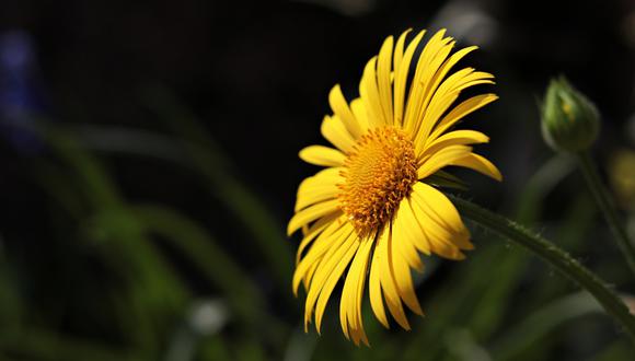 Los videos con la temática de "Flores amarillas" acumulan millones de reproducciones en el hemisferio sur, principalmente, pero también en el norte. (Foto: Pixabay)