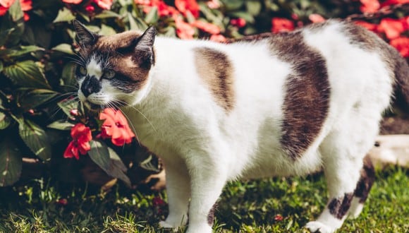 TRUCOS CASEROS | Un gato en un jardín. (Foto: Pexels)