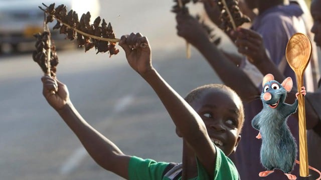 Noticias virales: Niños venden ratoncitos a la brasa a solo 1 dólar en Zimbabue [FOTOS]