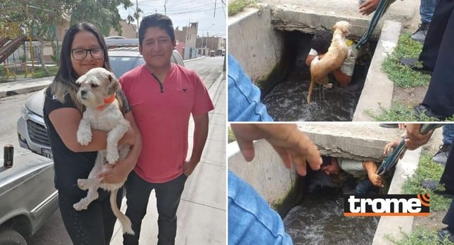 Perrito rescatado de canal de regadío  (Fotos: Trome)