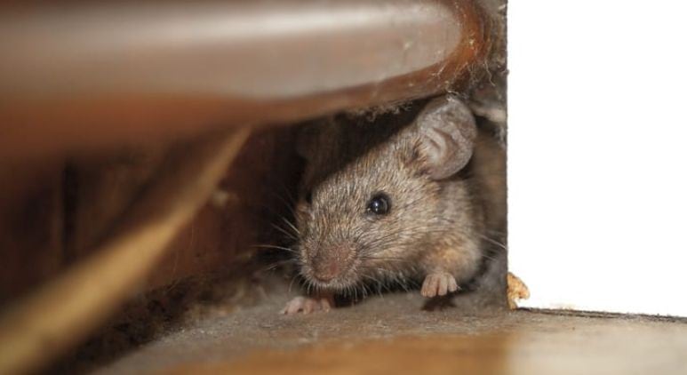 Arequipa: ratas atacan a dos niñas cuando dormían en una vivienda