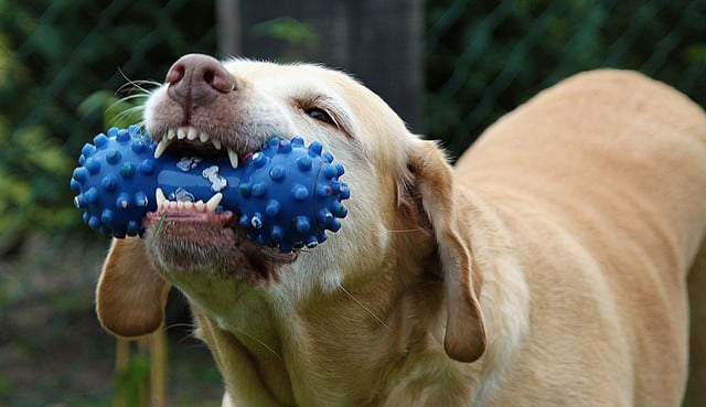 Los perros solo quería jugar, pero su hermano se negó a prestarles el preciado objeto. (Foto: Pixabay)