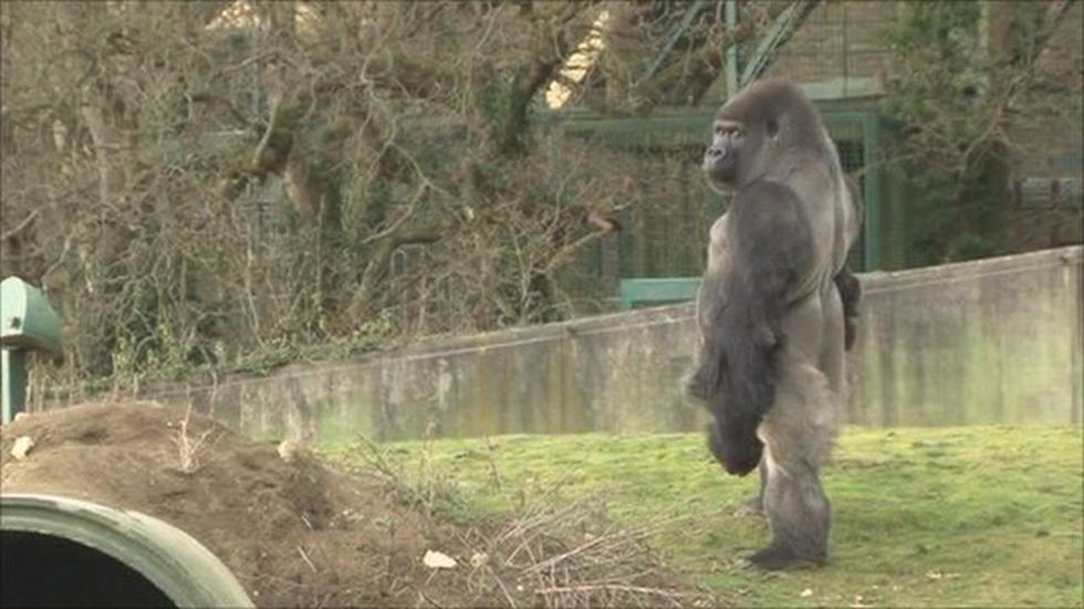 Gorila que camina como humano es un fenómeno en Internet
