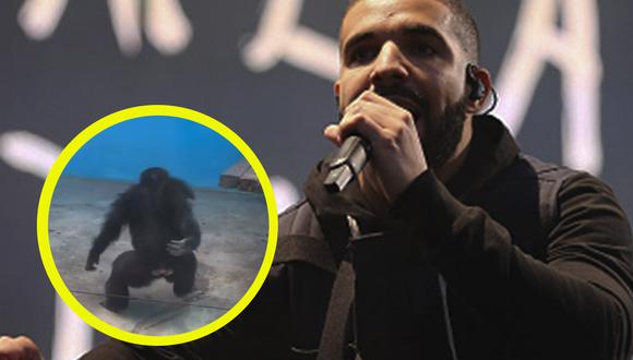 Un gorila ha sorprendido tras emocionarse cada ve que escucha alguna canción de Drake (TikTok @animalzmemes)