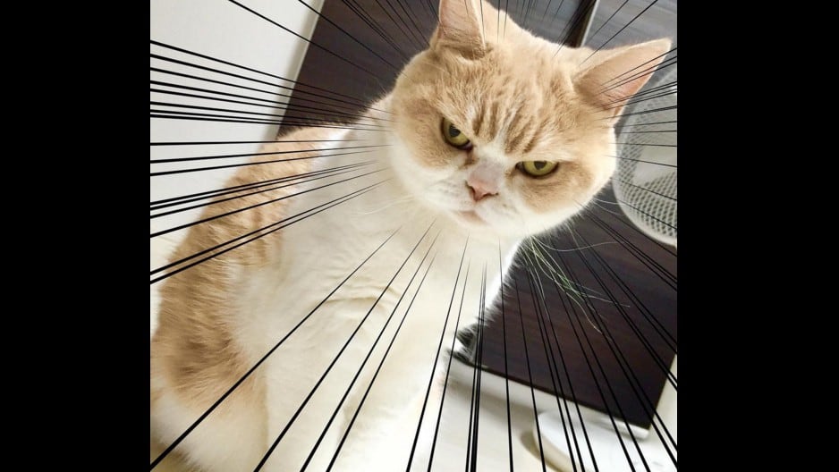 Koyuki, la gata gruñona que podría destronar a Grumpy Cat. Foto: @marugaodesuyo