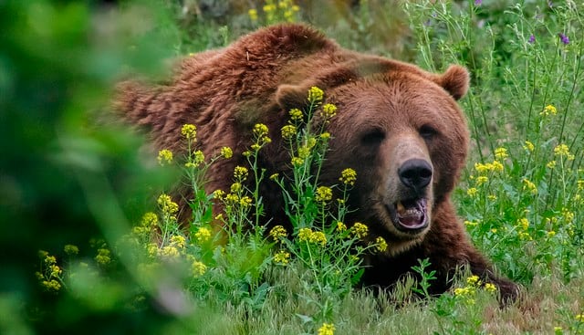Un jubilado de 78 años se defendió del ataque de un oso golpeándolo en la nariz. (JoeBreuer | Pixabay)<br>