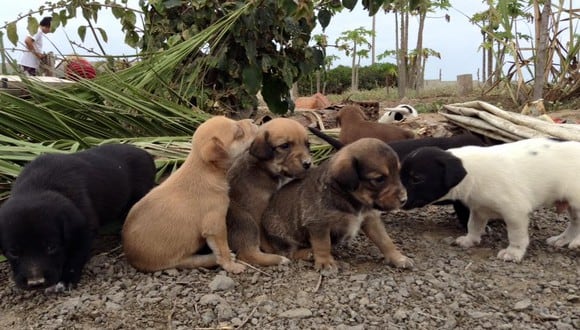 Adopta un cachorrito: abandonaron a 10 perritos, ahora buscan casa, los pueden atropellar