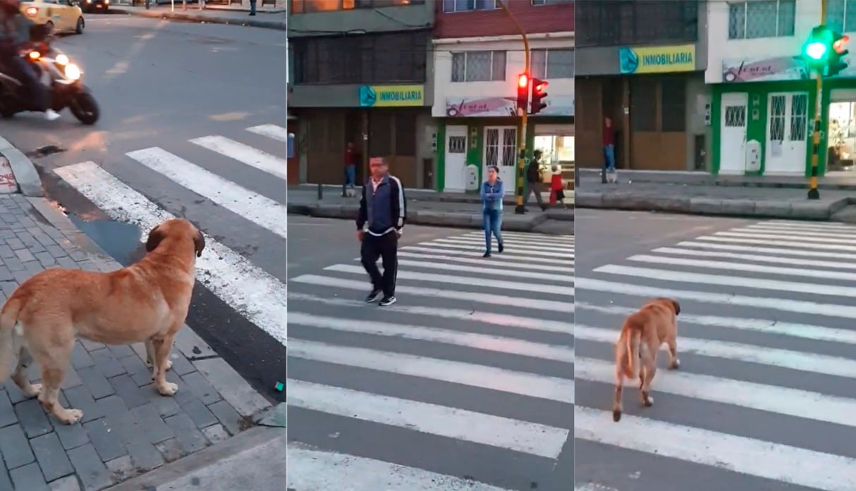 El perro esperó que el semáforo peatonal se pusiera en verde para cruzar la calle. (Facebook)