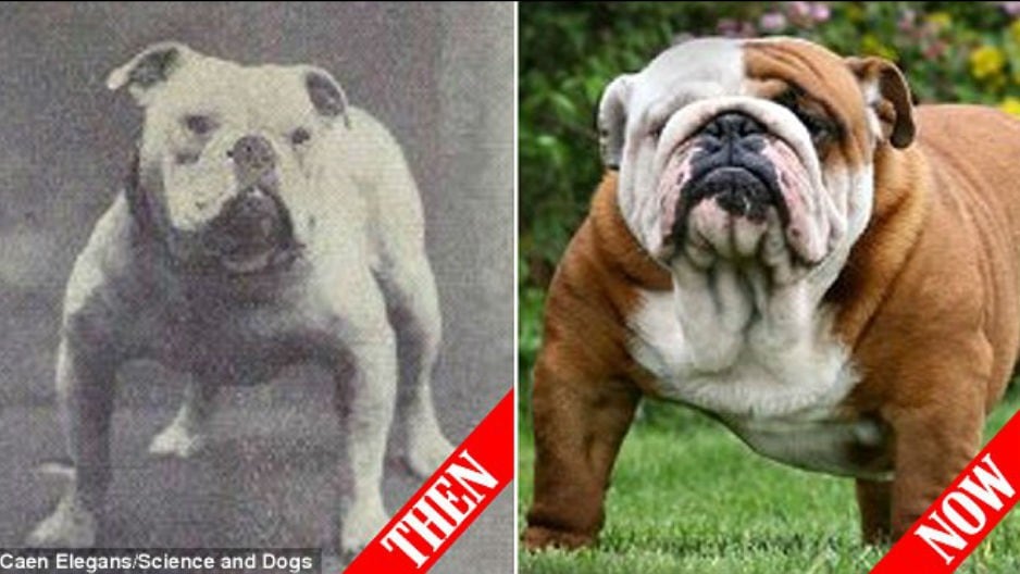 Así cambiaron nuestros perros, en estos últimos 100 años. (Foto: Composición Fotográfica)