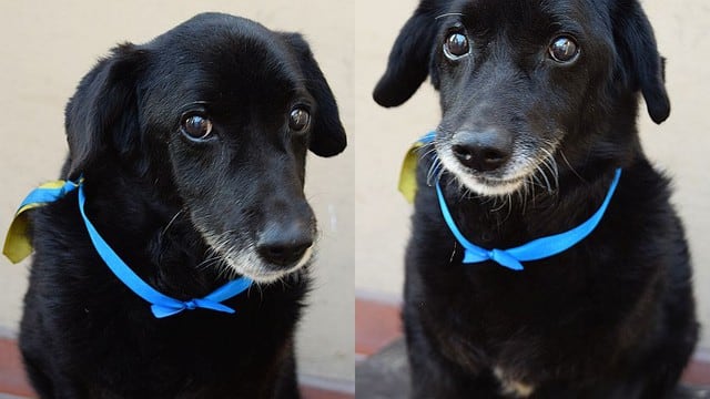 Perros en adopción: Vito-Bah busca un hogar que le dé amor - 1