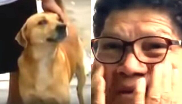 Vecinos desesperados por desaparición de 'Gringo', el perro héroe, pero lo encuentran en vivo y rompen en llanto