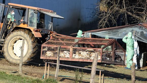 Los patos sacrificados debido al brote de gripe aviar que comenzó a fines de noviembre se colocan en una jaula para ser retirados de una granja en Lohitzun-Oyhercq, suroeste de Francia, el 27 de enero de 2022.  (Foto de GAIZKA IROZ / AFP)