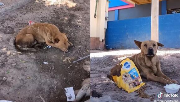 El tiktoker ha pedido apoyo a las marcas de comida para perros para que pueda continuar alimentando a los 4 canes. (Foto: @ranielcontreras/composicipón)