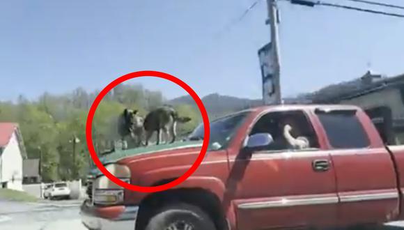 El conductor manejaba la camioneta con los perros encima sin problema alguno. (Captura: 'La Sexta').