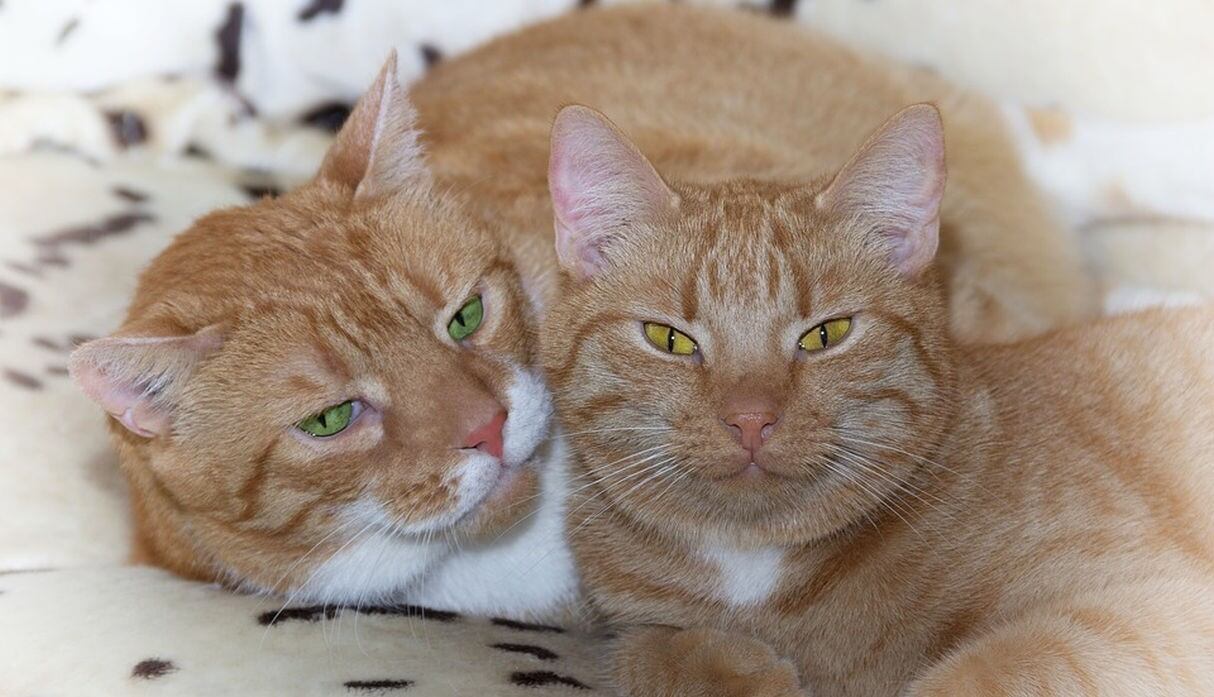 Ambos felinos sorprendieron en YouTube al demostrar la buena relación que mantienen como hermanos. (Pixabay / guvo59)