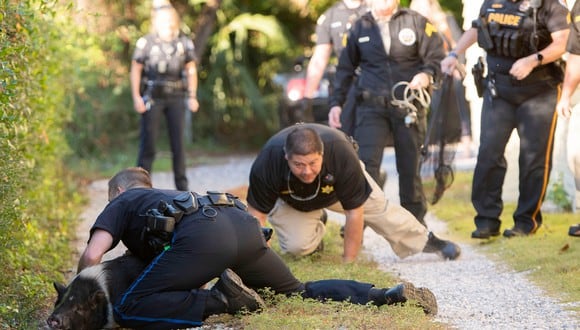 Se necesitaron 12 policías y casi una hora de persecución para atrapar a un escurridizo cerdito en la localidad de Pensacola, en Florida. (Foto: Pensacola Police Department)