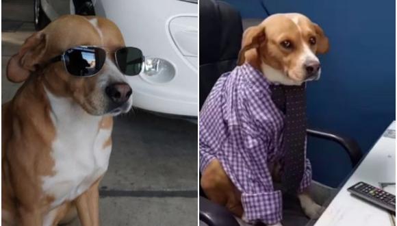 Concesionaria es furor en redes sociales por tener como "vendedores" a perros rescatados: "el jefe del equipo". (Foto: @automotoreslipari / Instagram)