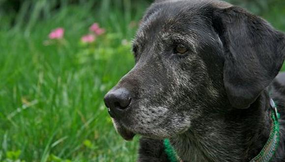 Un can senior requiere un mayor número de cuidados, entre ellos algunos nutrientes esenciales para afrontar los efectos del tiempo en su cuerpo (Foto: pixabay)