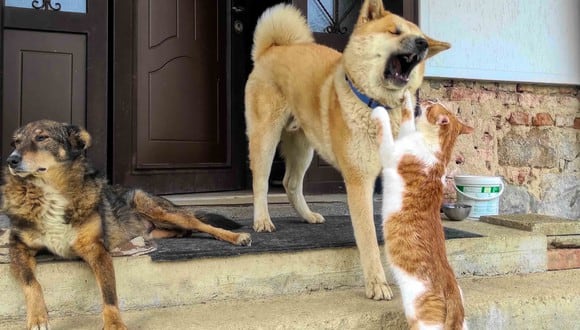La vulnerabilidad del gato ante el perro lo obliga a permanecer alerta ante estos animales, explica el especialista. (Foto: Pexel)