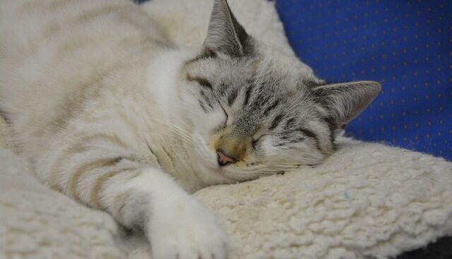 Al parecer, su accionar correspondería al sueño de la pequeña felina. (Pixabay / JACLOU-DL)