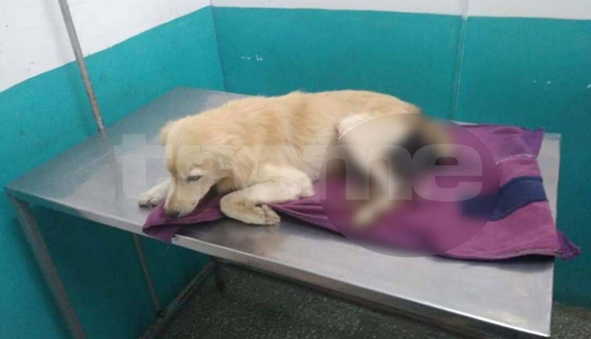 Mujer torturó y cortó los testículos a un perro porque se apareó con su mascota. (Fotos: Trome.pe)