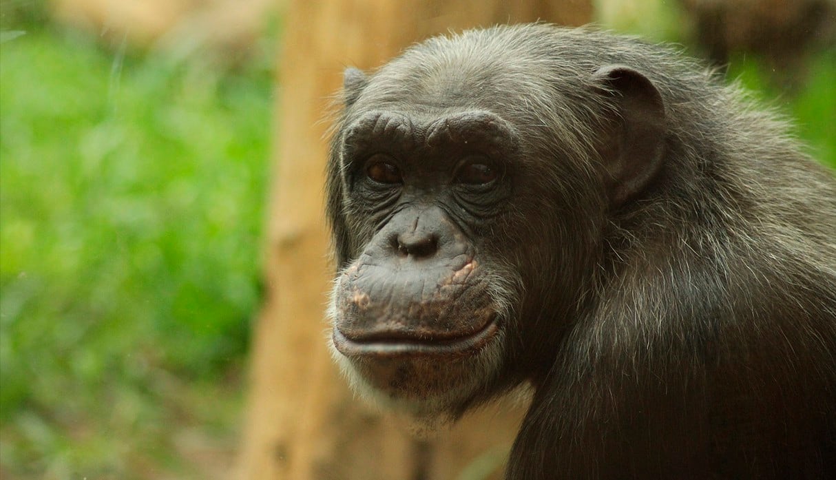 Un chimpancé se trepó a una rama caída y escapó de su recinto en un zoológico de Irlanda. El video es viral en Facebook. (Pixabay)
