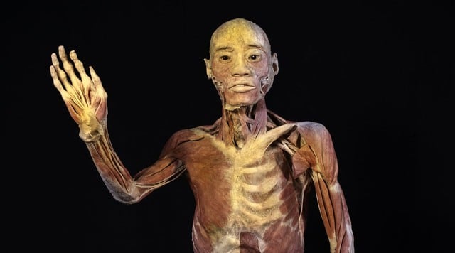 Bodies: impresionante exhibición de cuerpos humanos reales llega a Lima
