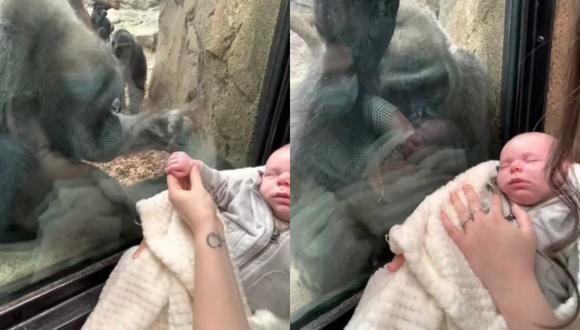Un video viral muestra el tierno momento que compartieron una madre primeriza y una gorila al presentarse mutuamente a sus bebés. | Crédito: Michael Austin / YouTube