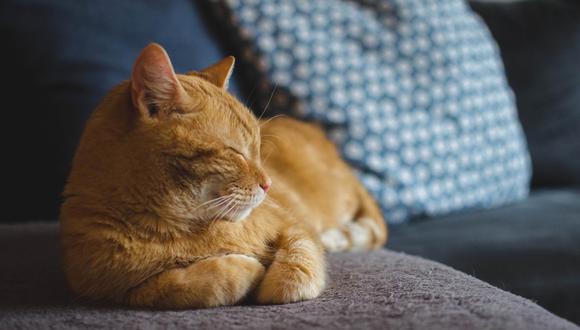 Le prohíben ir a su casa para estar junto a su gato moribundo y sus compañeros renuncian masivamente. (Foto: Referencial / Pixabay)