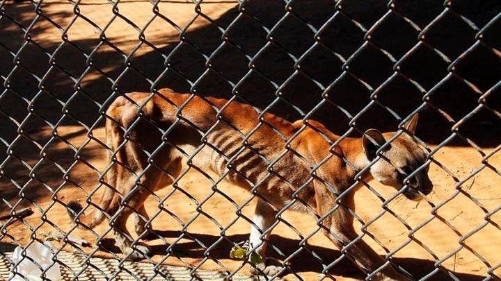 Animales del Zoológico de Venezuela agonizan por falta de comida