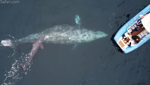 Una experiencia inolvidable: ballena gris dio a luz en frente de un barco lleno de turistas. (Foto: Capt Dave's Dana Point Dolphin & Whale Watching Safari / YouTube)
