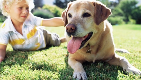 Tener un perro en casa tiene mucho más beneficios de los que habías pensado. Aunque requieren de cuidado y atención, su compañía bien vale (Foto: pixabay)