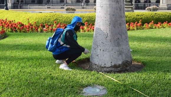 Instituto Catastral de Lima localiza más de 15 mil árboles en el Cercado de Lima | Foto: Municipalidad de Lima