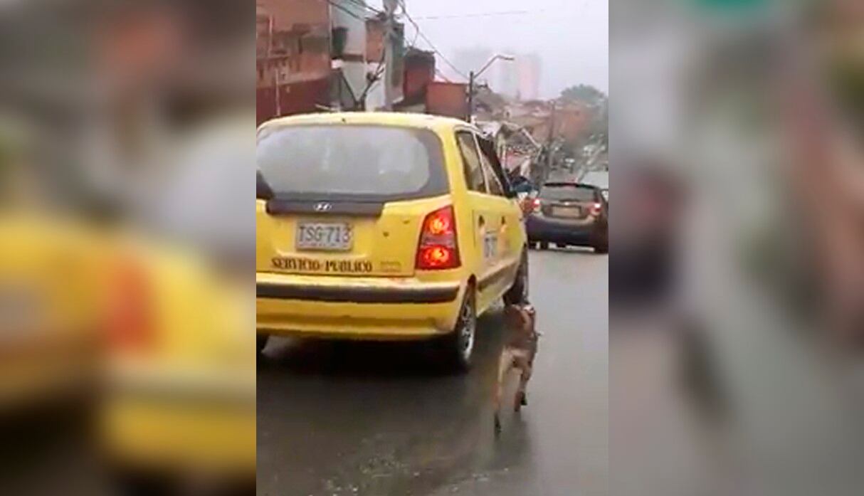 Un perro persigue bajo la lluvia al taxi de sus dueños tras ser abandonado. (Facebook | Andres Daza)