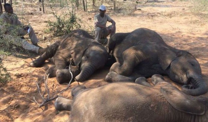 Facebook: Cerca de 100 elefantes fueron asesinados por cazadores en Botswana (Fotos: Twitter)