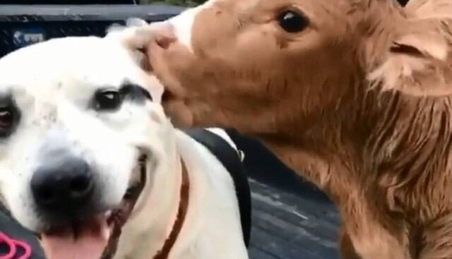 Este perro y esta vaca protagonizan una historia que se ha viralizado en las redes sociales (Foto: Facebook)