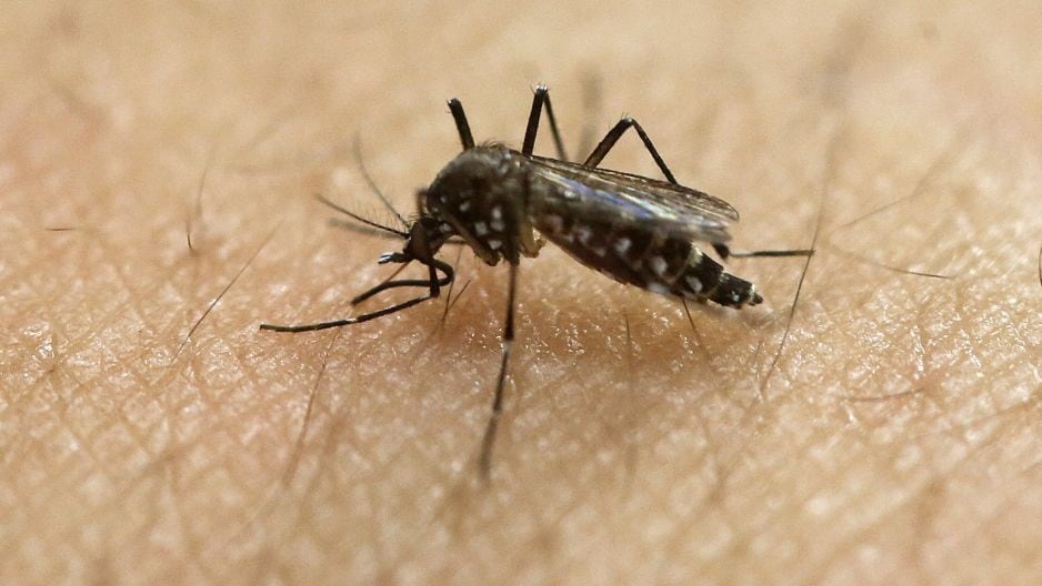 OMS ‘receta’ 6 meses de sexo con protección para evitar contagio del Zika. (AP)