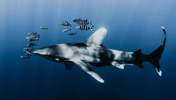 La investigación asegura que los tiburones dormirían por cortos periodos de 5 minutos, enterrando una antigua teoría. | Foto: pexels