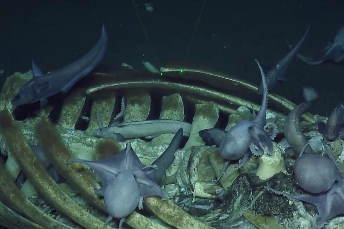 Pulpos y anguilas alimentándose del cadáver de la ballena. El video es viral en redes sociales. (YouTube | E/V Nautilus)