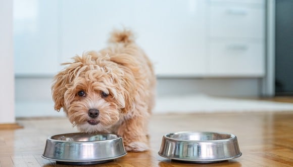 El especialista asegura que es muy importante que los perros reciban nutrientes de calidad para tenerlos más años de vida con nosotros. (Foto: Getty Images/iStockphoto)