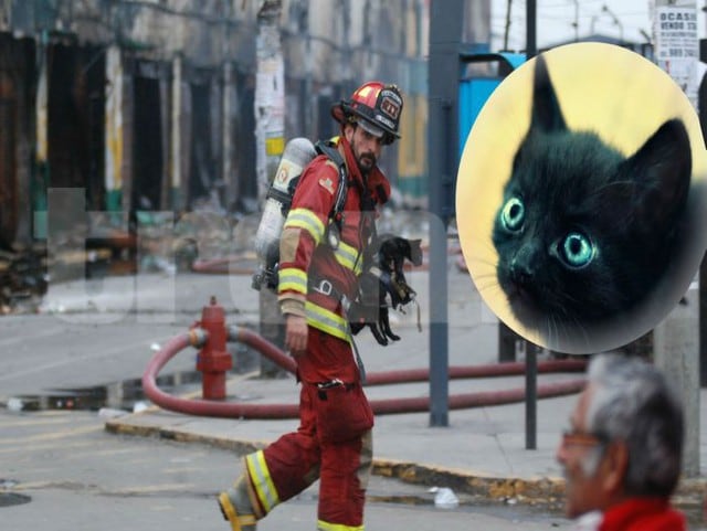 El gato fue encontrado por un bombero que de inmediato lo llevó a la ambulancia para atenderlo.