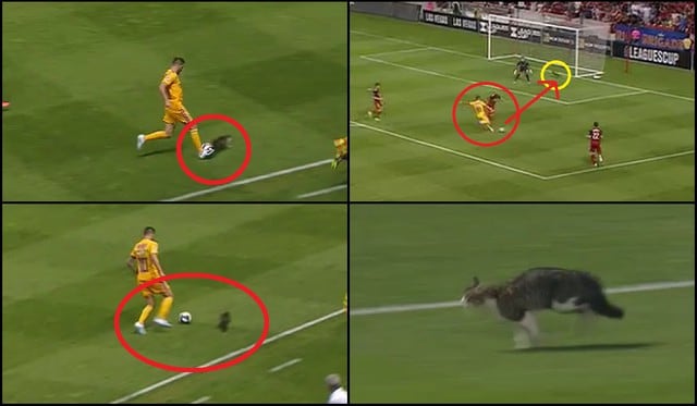Videos virales: El Gato defensor marcó a Gignac y siguió la jugada hasta evitar el gol de Tigres