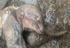 Encuentran restos de una cría de mamut en perfecto estado, en Canadá