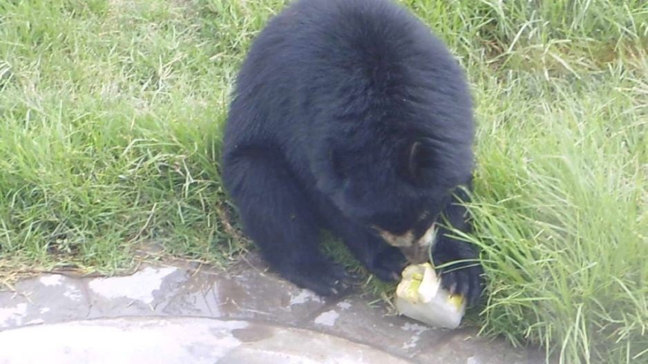 Animales se refrescan con heladitos en el Zoológico de Huachipa.