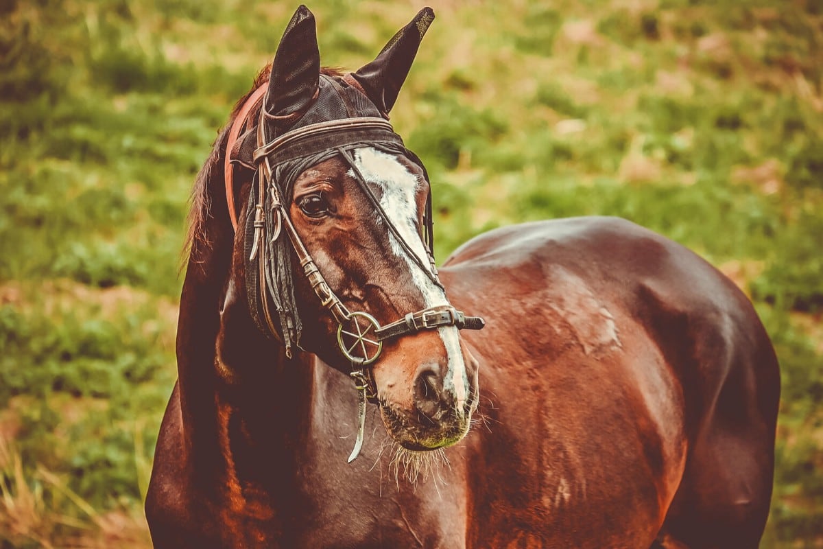 Un caballo arriesgó su vida para poner a buen recaudo a otros equinos de un incendio. (Foto: Pixabay/Referencial)