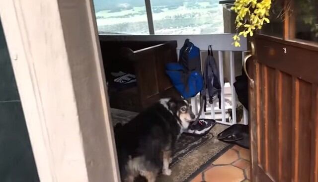 El can actuó con mucha tranquilidad durante todo el video viral de la red social. (YouTube: Caters Clips)