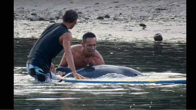 Surfistas salvan de morir a ballena bebé que lloraba por ayuda. (Foto: Facebook/mauricio.camareno.37)