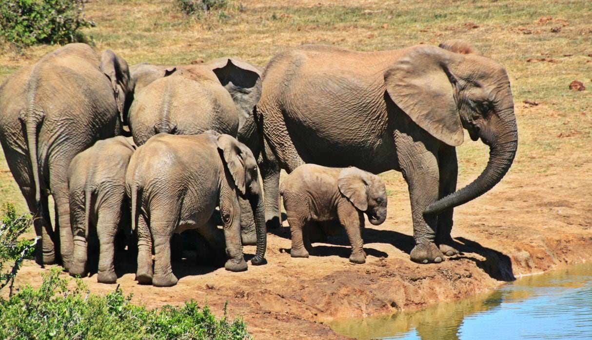 Esta mamá elefante es tan cariñosa para despertar al bebé que todos han quedado cautivados. (Foto: Pixabay)