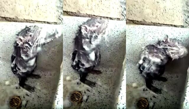 Ratoncito que se baña se vuelve viral. Foto: Captura de pantalla de YouTube
