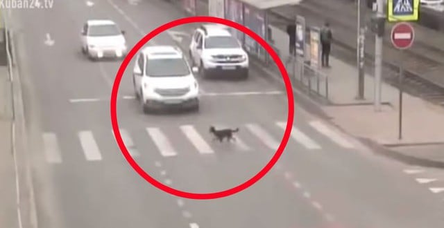 YouTube viral: perrito ocasiona terrible accidente de transito al cruzar la pista
